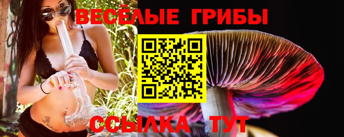 Псилоцибиновые грибы Psilocybe Владикавказ